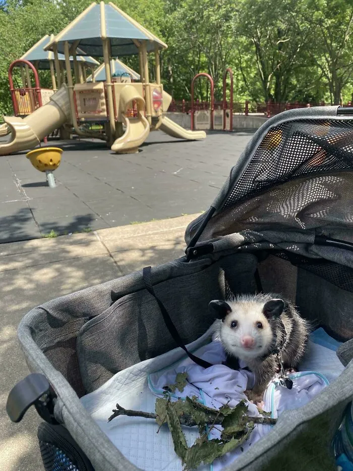 Cute opossum sitting inside a stroller near a playground, perfect for wholesome animal pics.