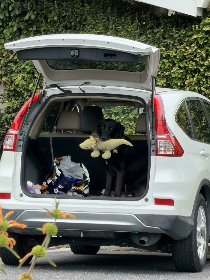 Wholesome animal pics of a black dog holding a yellow stuffed toy in the trunk of a white car.