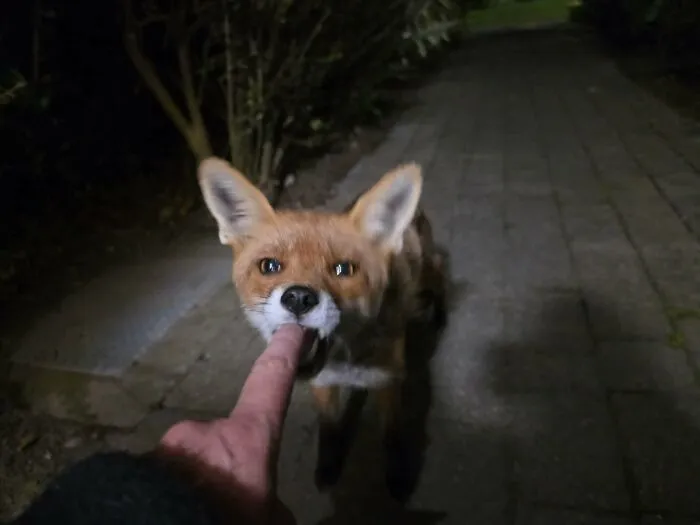 Wholesome animal pics showing a friendly wild fox gently nibbling a human finger on a paved path.