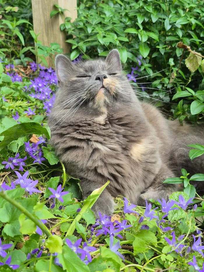Wholesome animal pics of a fluffy grey cat relaxing peacefully among purple flowers in a garden.