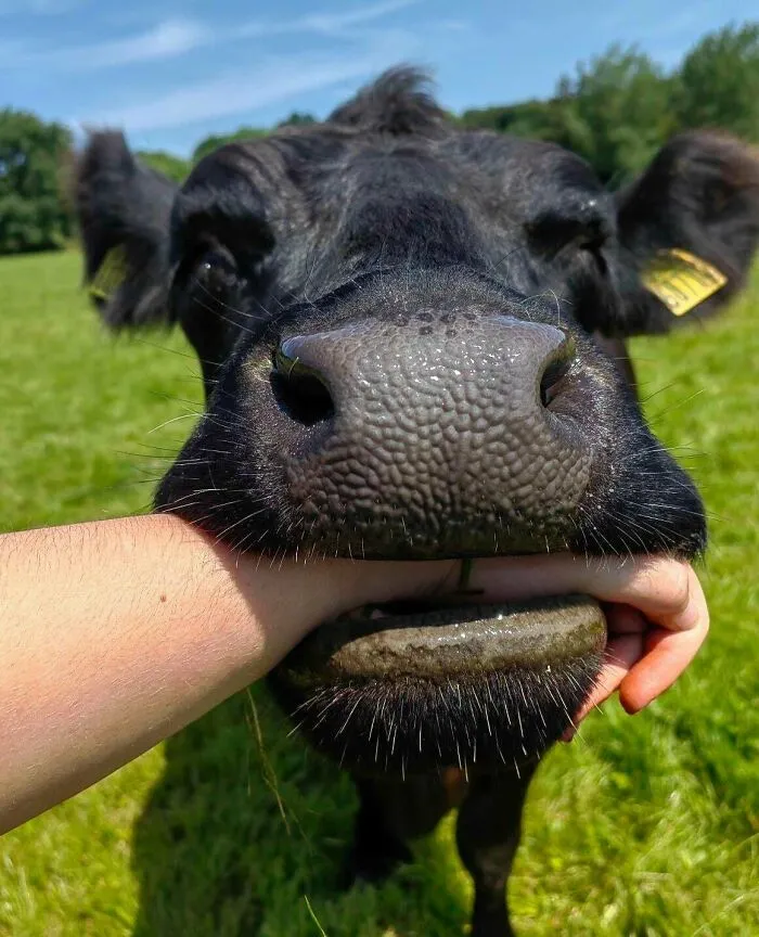 Wholesome animal pics showing a playful black cow biting a person's wrist in a sunny green field.