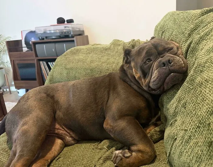 Wholesome animal pics of a brown wrinkled bulldog relaxing comfortably on a green sofa.