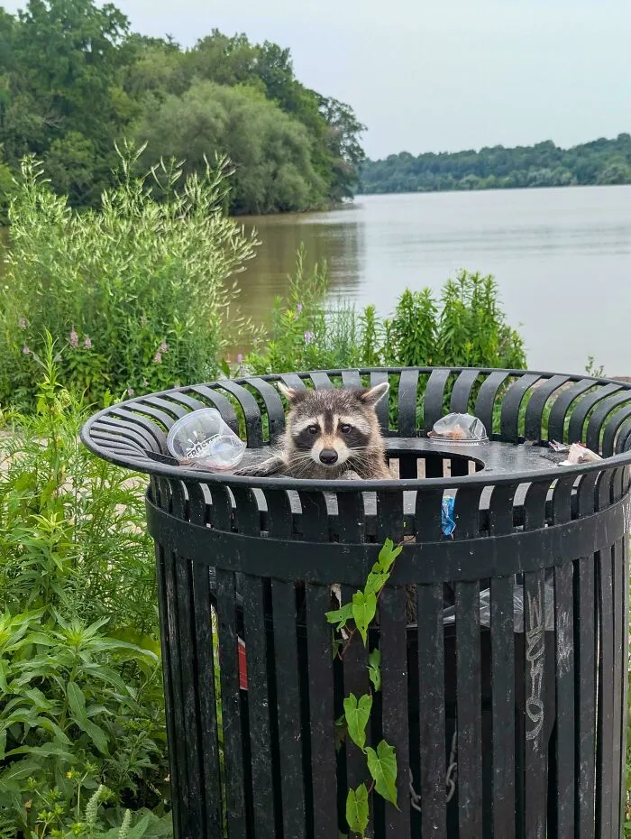 Cute raccoon looking out from a park trash can, featured in wholesome animal pics.