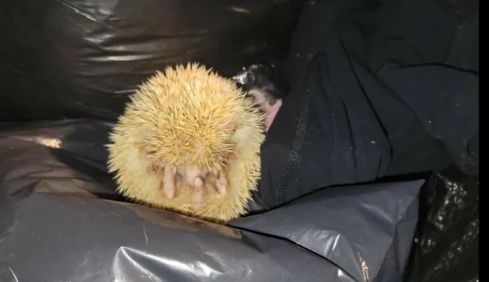 Spiny hedgehog found alive during dumpster diving adventure