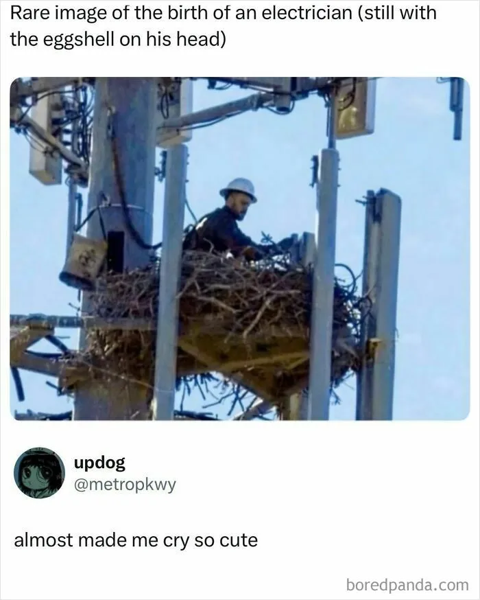 Electrician working on cell tower nest with eggshell helmet meme