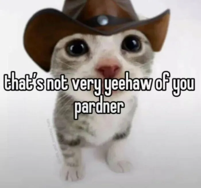 Cute kitten in a cowboy hat saying that is not very yeehaw of you, among funny memes.