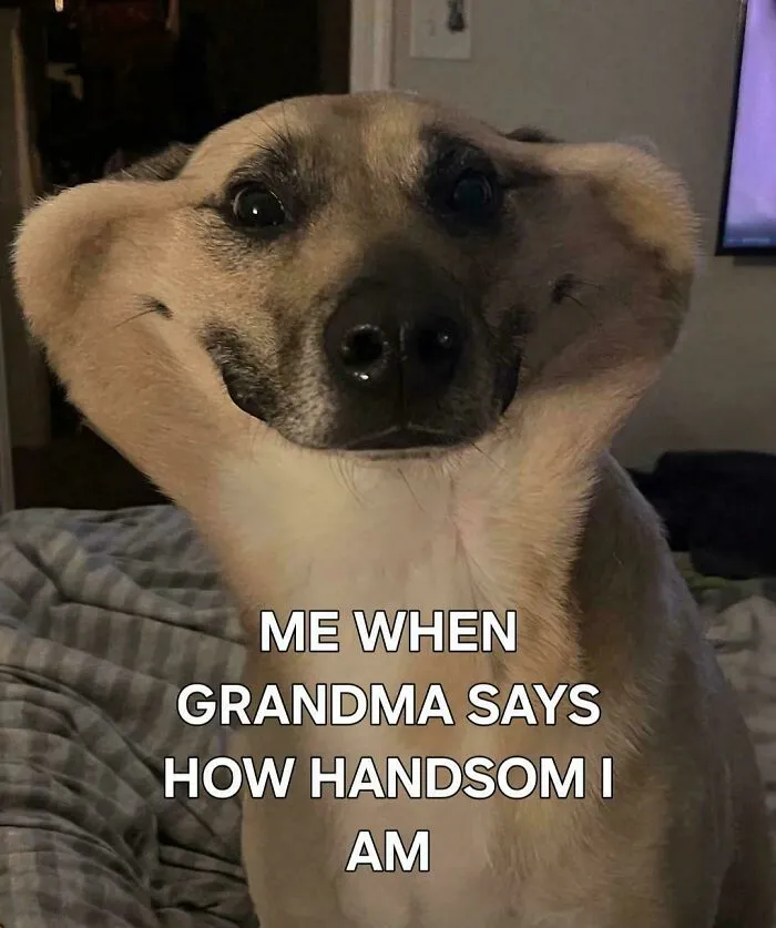 Funny memes with a smiling brown dog and text about grandma calling him handsome