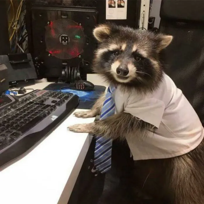 An adorable raccoon wearing a white shirt and striped blue tie sitting in front of a computer