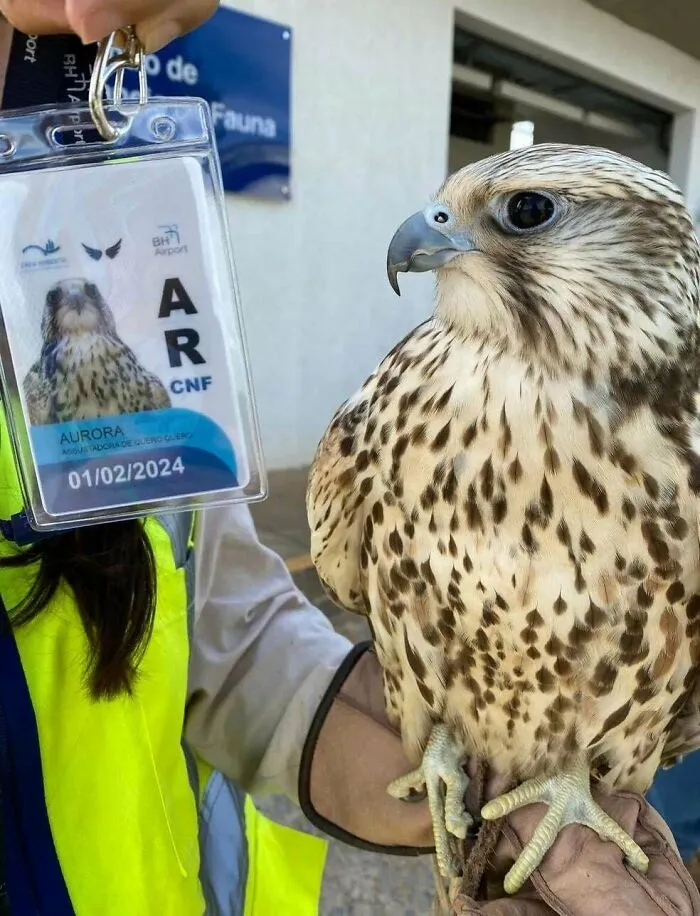 A falcon posing next to an official ID card, representing adorable animals on the airport payroll