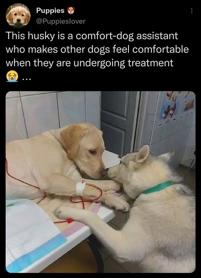 A caring comfort-dog assistant comforting a patient dog, a true animal on the payroll.