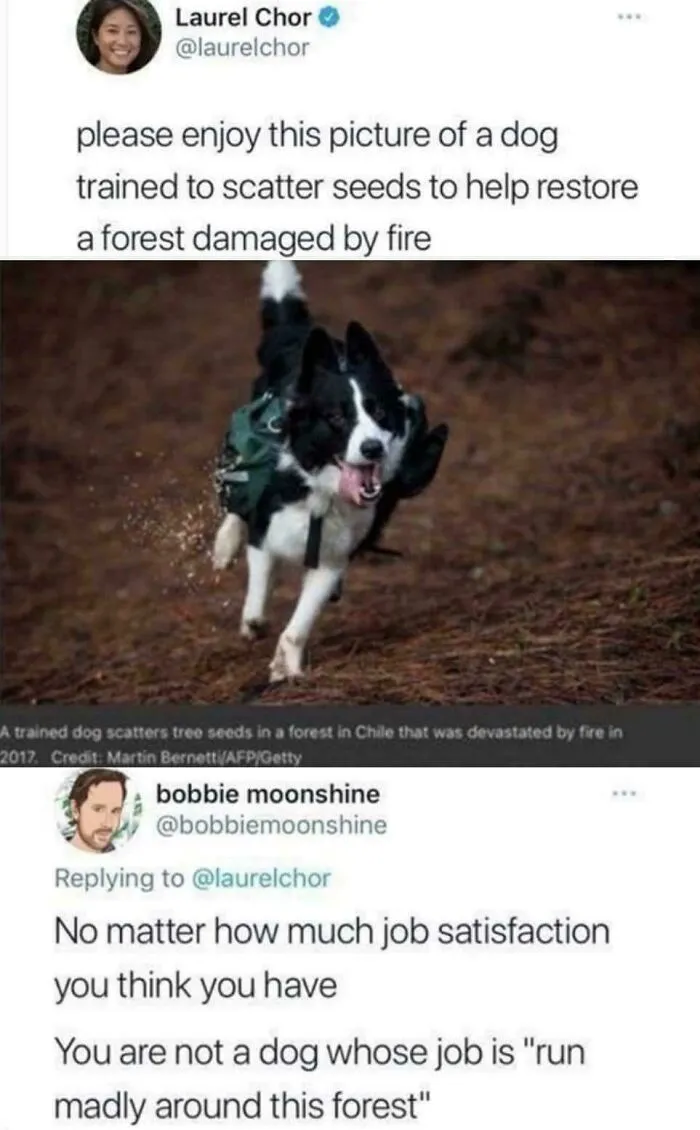 An active dog carrying seeds on its back to restore a burnt forest, a dedicated animal on the payroll.