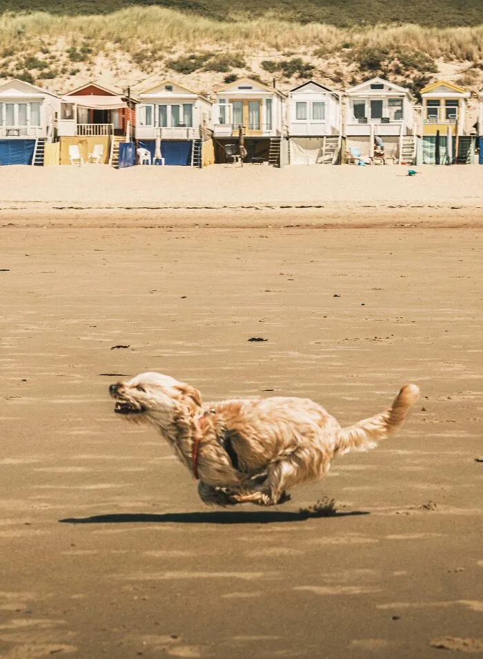 Itap Of A Dog