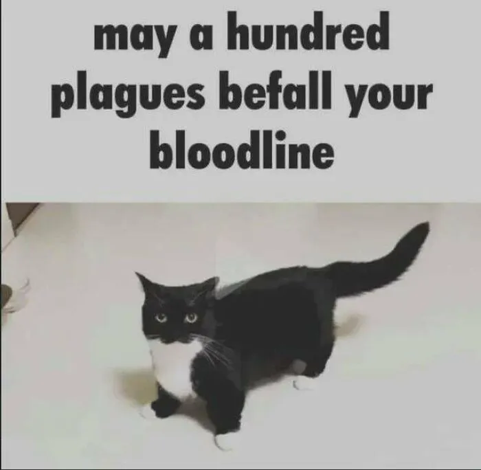 Funny memes featuring a black and white cat standing below text about a plague curse on a bloodline.