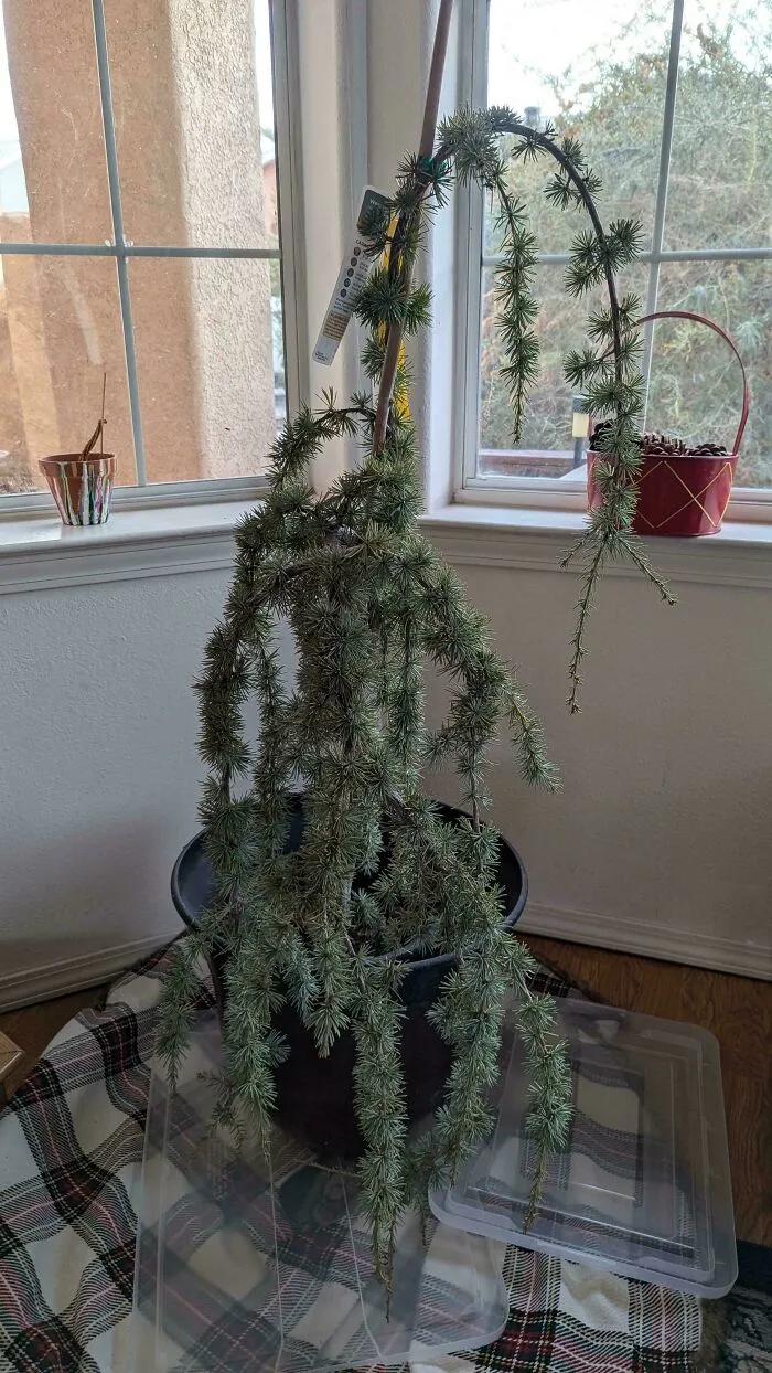 Weeping cedar tree plant in a pot indoors demonstrating sheer audacity