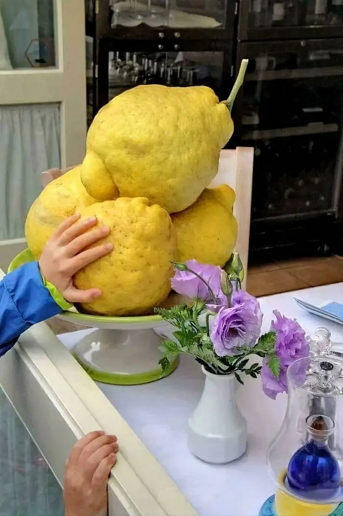Real picture of massive lemons stacked on a table stand, dwarf-sized compared to a child's hand