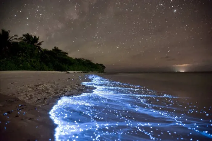 Real pictures of glowing bioluminescent waves on a sandy beach under a starry sky at night