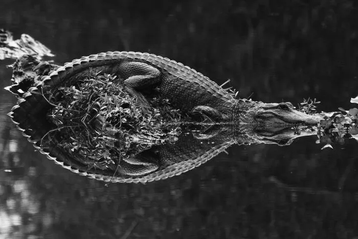 A black and white image of an alligator reflecting in the water, looking too perfect to be natural