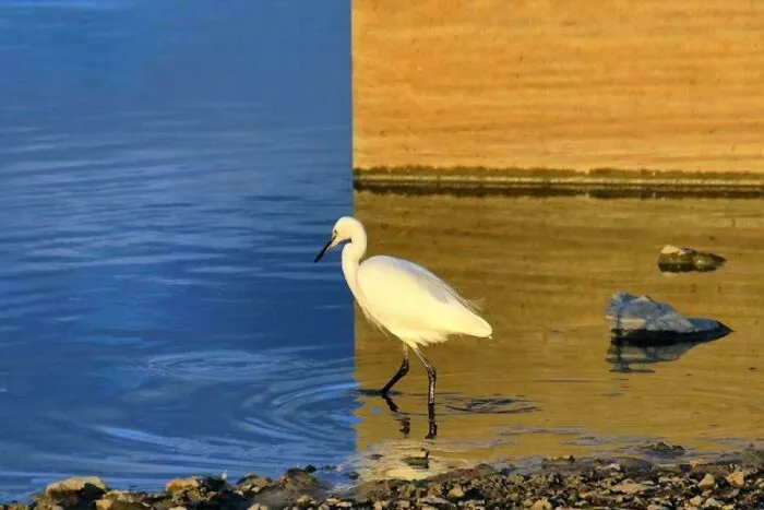 A white egret stands in water with a split reflection, a real picture that looks too perfect to be natural