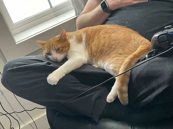 An orange and white cat lying on a husband's lap while he plays video games