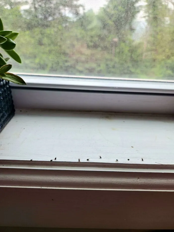 Dead flies lined up on a windowsill showing funny husband quirks