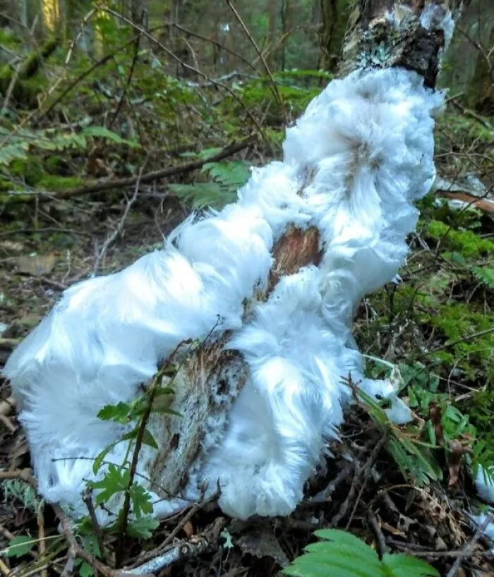 Interesting and cool photos of rare hair ice formation on a tree branch in the woods