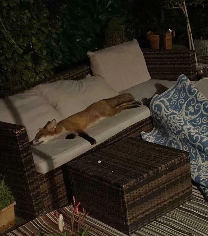 A wild fox sleeping on an outdoor sofa, illustrating interesting and cool photos of animals.