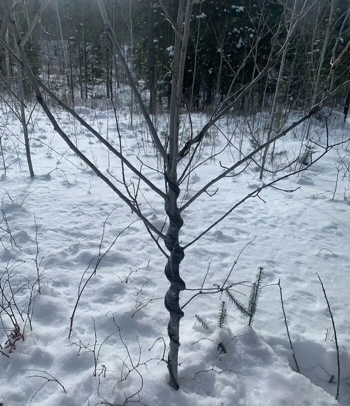 A Vine Grew Around This Little Tree And The Tree Absorbed It, Making It Look Like A Snake Had Woven Itself Around The Tree