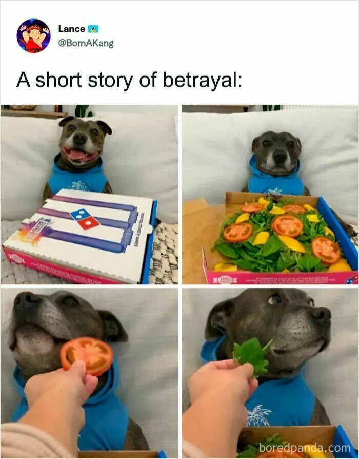 Dog betrayal meme with dog happy then disappointed to find salad instead of pizza