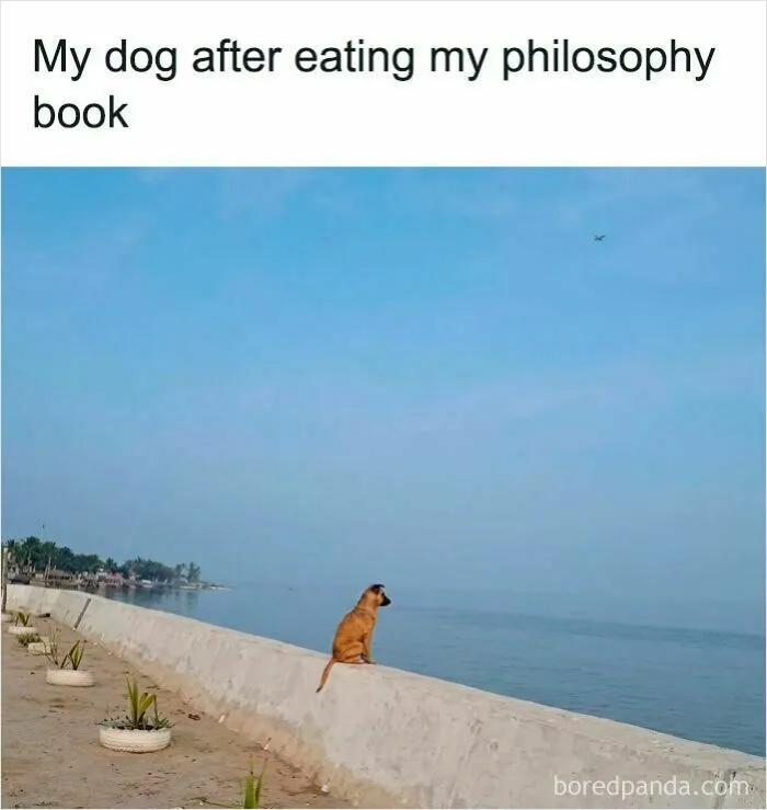 Dog looking thoughtfully at the sea after eating a philosophy book