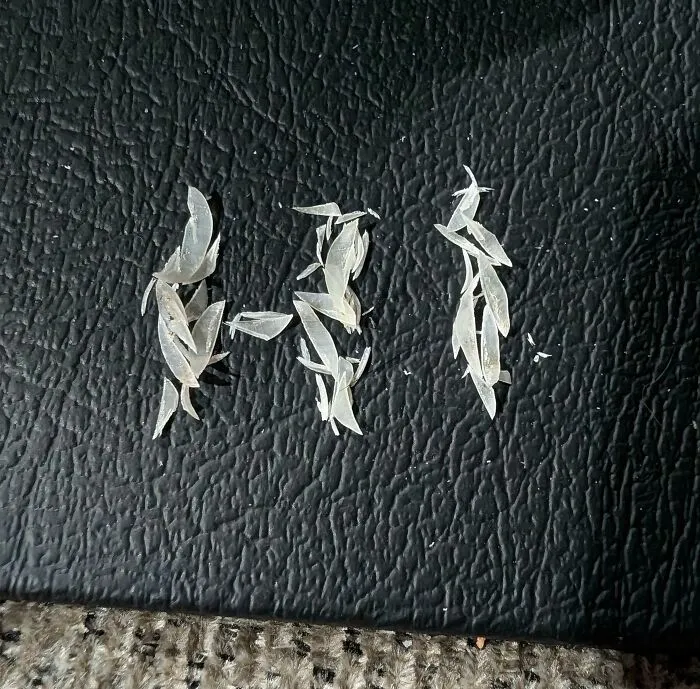 Nail clippings arranged to spell out Hi on a dark textured surface, illustrating the audacity of men