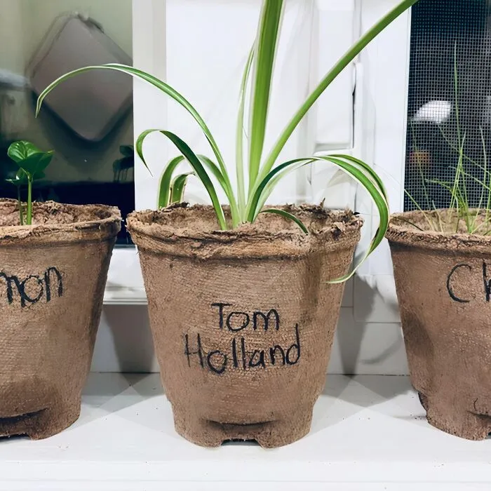 Potted plants labeled Lemon, Tom Holland, and Chives on a windowsill, showcasing cute things wives do