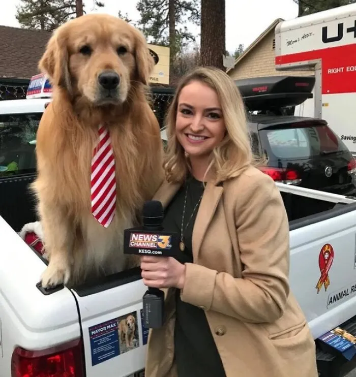 Adorable fluffy dog wearing a red and white striped tie standing on a truck bed next to a reporter