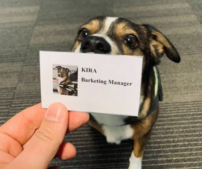 An adorable dog holding a business card that reads Barketing Manager, representing animals on the payroll
