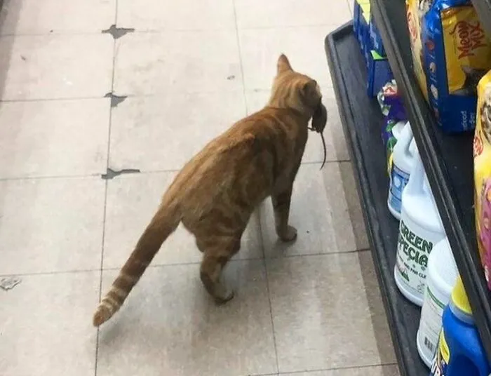 An adorable orange cat catching a mouse in a store aisle, doing its job as an animal on the payroll