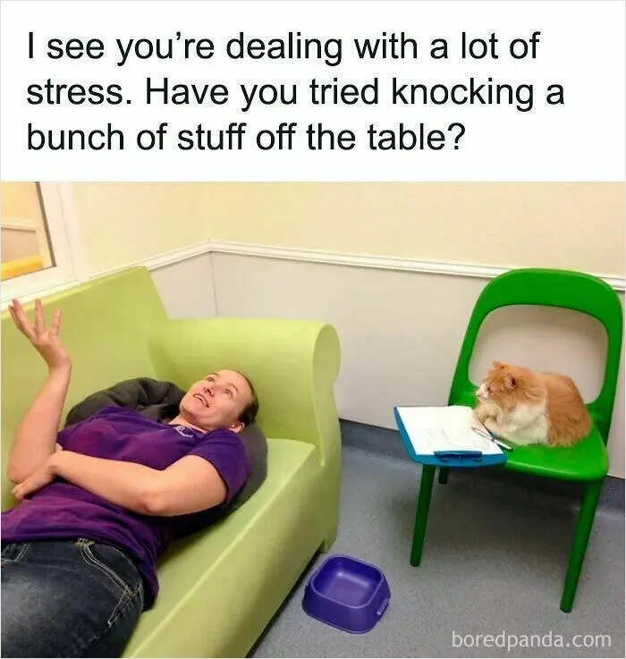 An adorable therapy cat listening to a woman on the couch