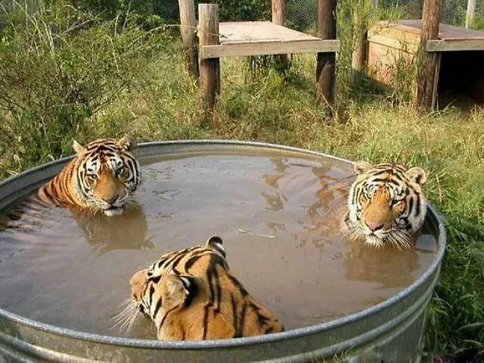Three unhinged tigers soaking in a large metal tub in an outdoor enclosure.