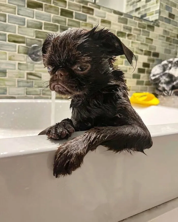 36 Pics Shared By ‘WeRateDogs’ That Show Pups Being Overly Dramatic About Bath Time