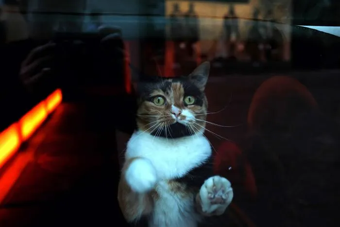 This Street Photographer Took 26 Pics Capturing Animals’ Odd And Hilarious Moments