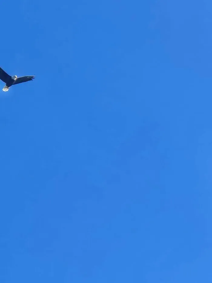 Eagle soaring in clear blue sky wildlife photo