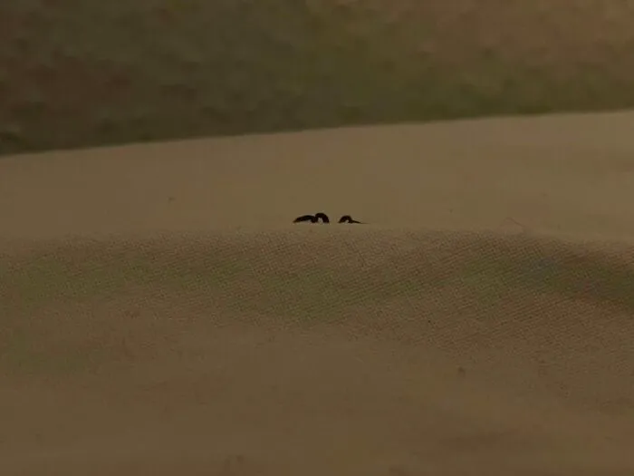 Tiny wildlife ants peeking over fabric edge in dim light