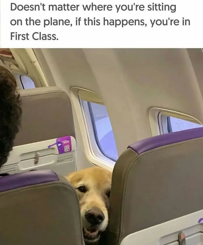 Hilarious dog meme: A golden retriever peeking over airplane seats, suggesting it's First Class if this happens.