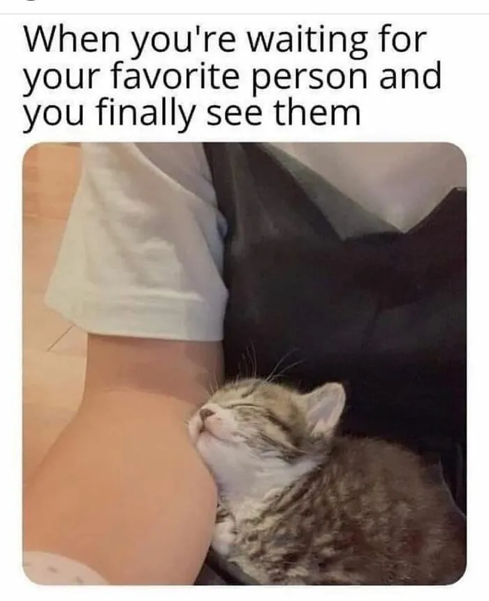 48 Of The Funniest Cat Memes Shared By This Page That Are Impossible Not To Laugh At