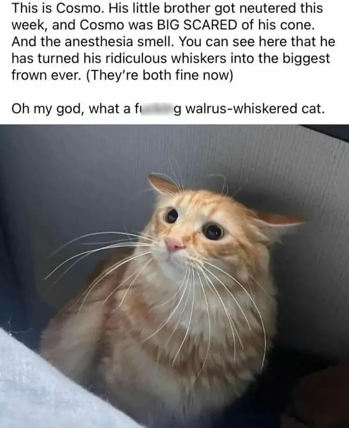 48 Of The Funniest Cat Memes Shared By This Page That Are Impossible Not To Laugh At