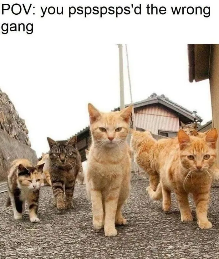 48 Of The Funniest Cat Memes Shared By This Page That Are Impossible Not To Laugh At