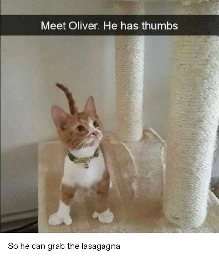48 Of The Funniest Cat Memes Shared By This Page That Are Impossible Not To Laugh At