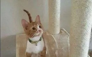 48 Of The Funniest Cat Memes Shared By This Page That Are Impossible Not To Laugh At