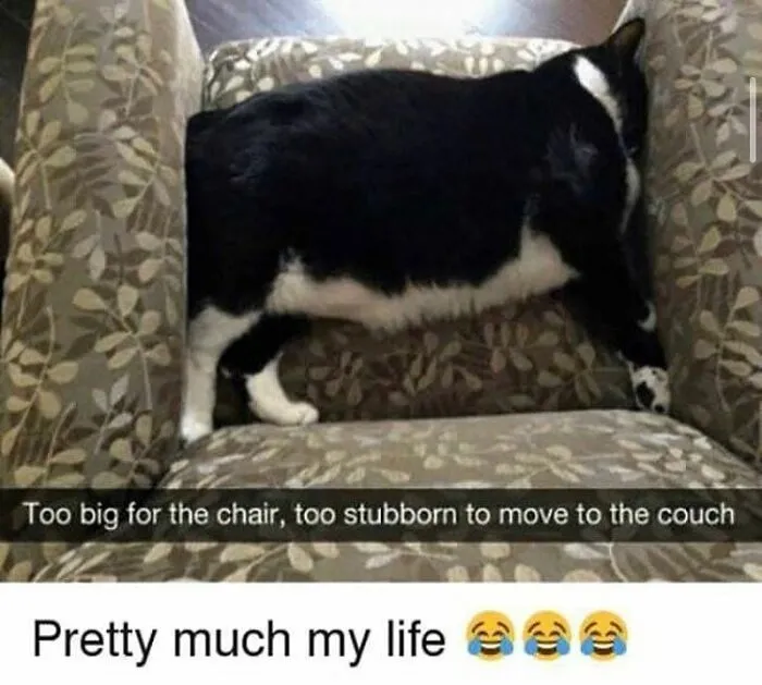 48 Of The Funniest Cat Memes Shared By This Page That Are Impossible Not To Laugh At