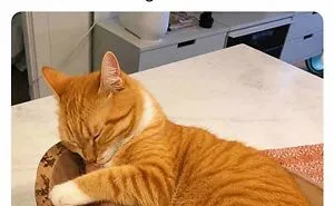 70 Funny Cat Memes Shared By This Page To Send Your Furry Friend And Lift Your Spirits
