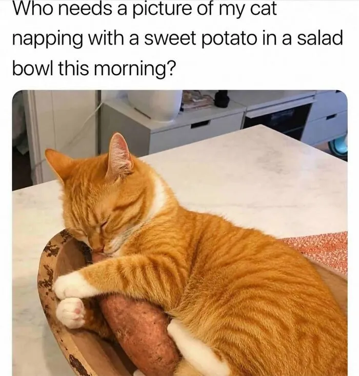 Cats Being Cats: 70 Funny And Wholesome Posts We Found On This Instagram Page