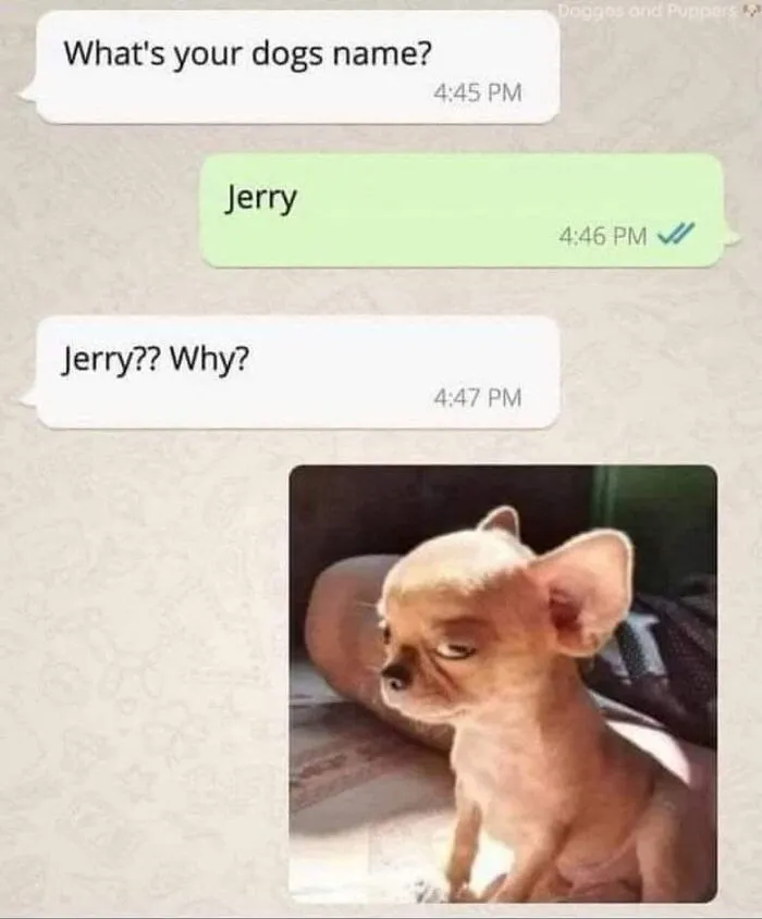 Hilarious dog memes: a funny chihuahua looking unimpressed as part of a text conversation about its name.